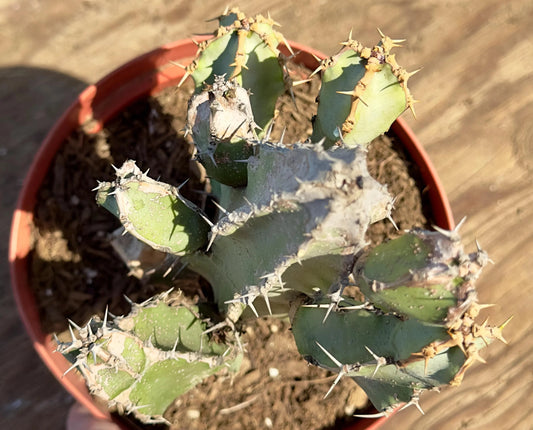 Euphorbia coerulescens PA30