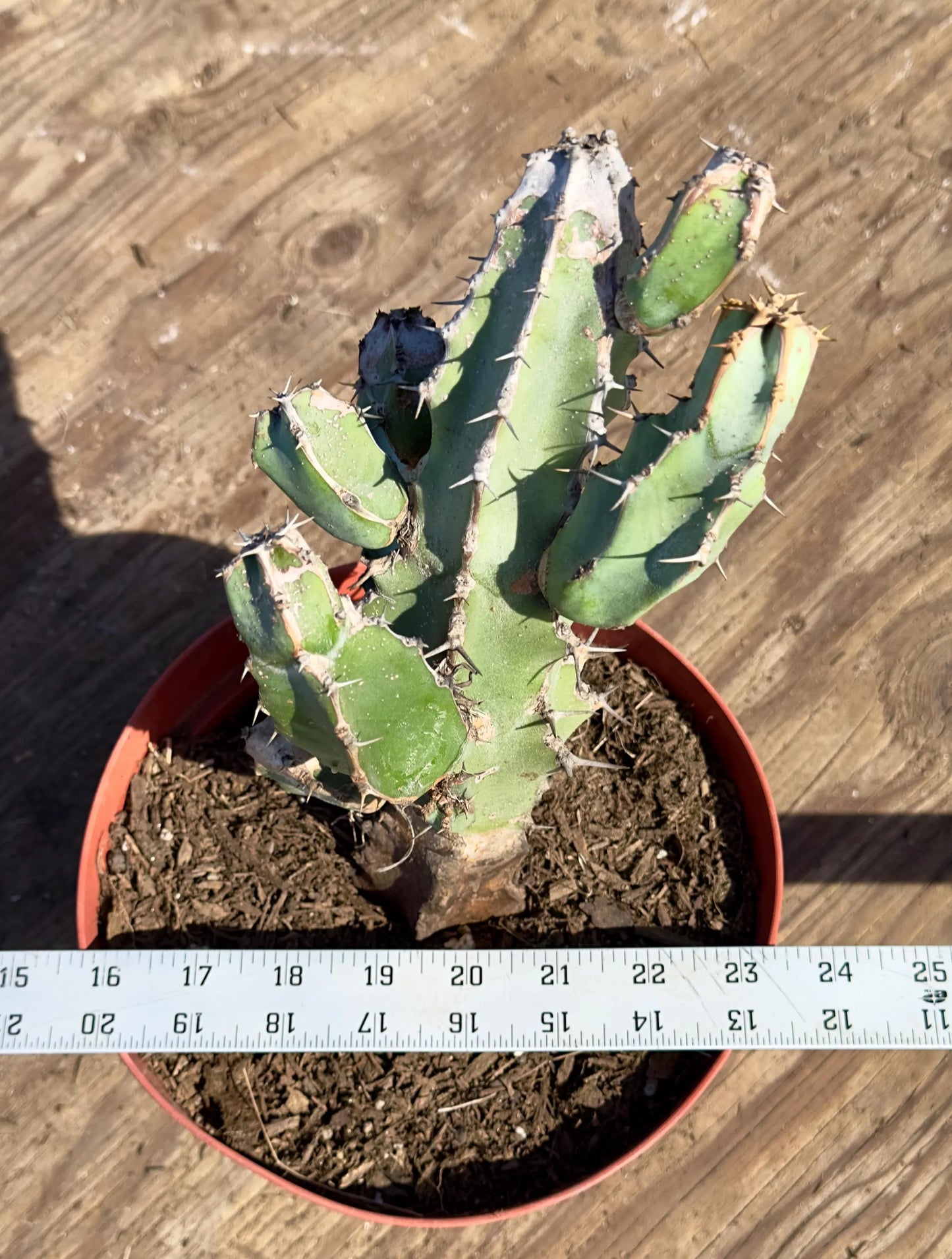 Euphorbia coerulescens PA30
