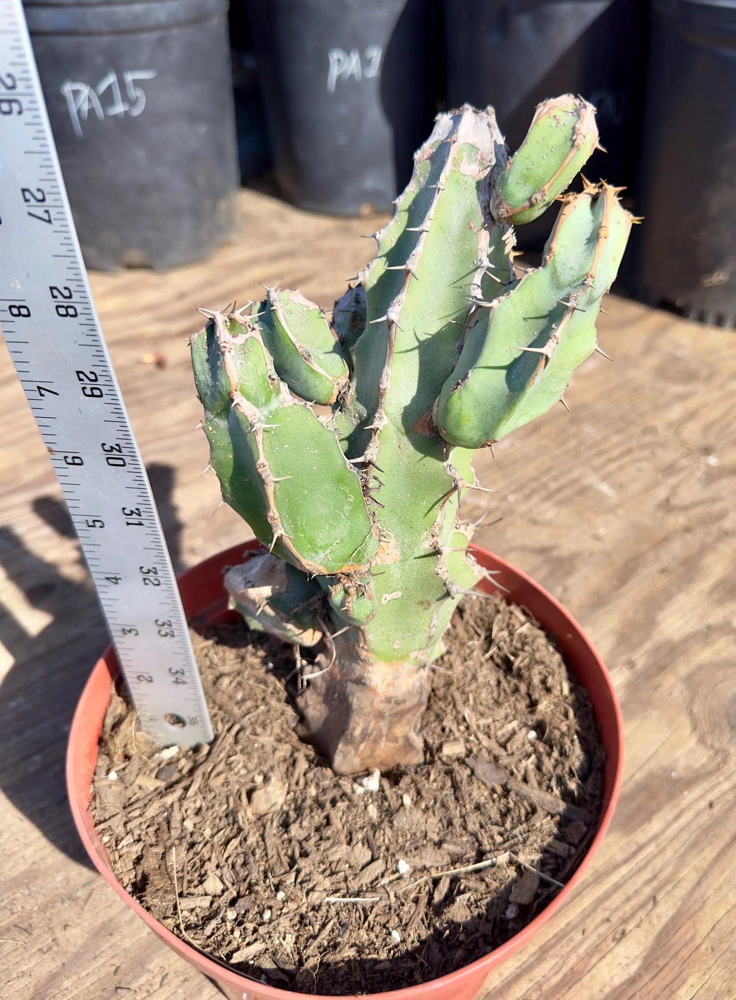 Euphorbia coerulescens PA30