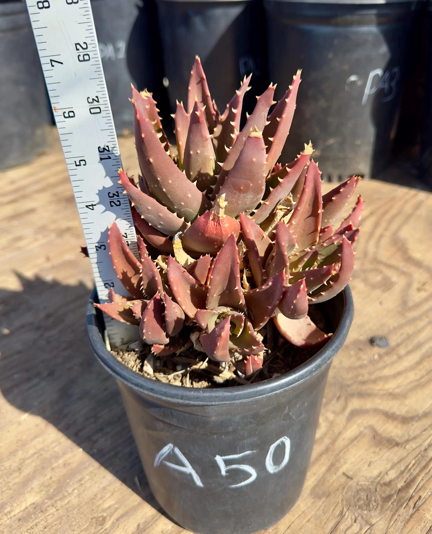 Aloe nobilis - A50