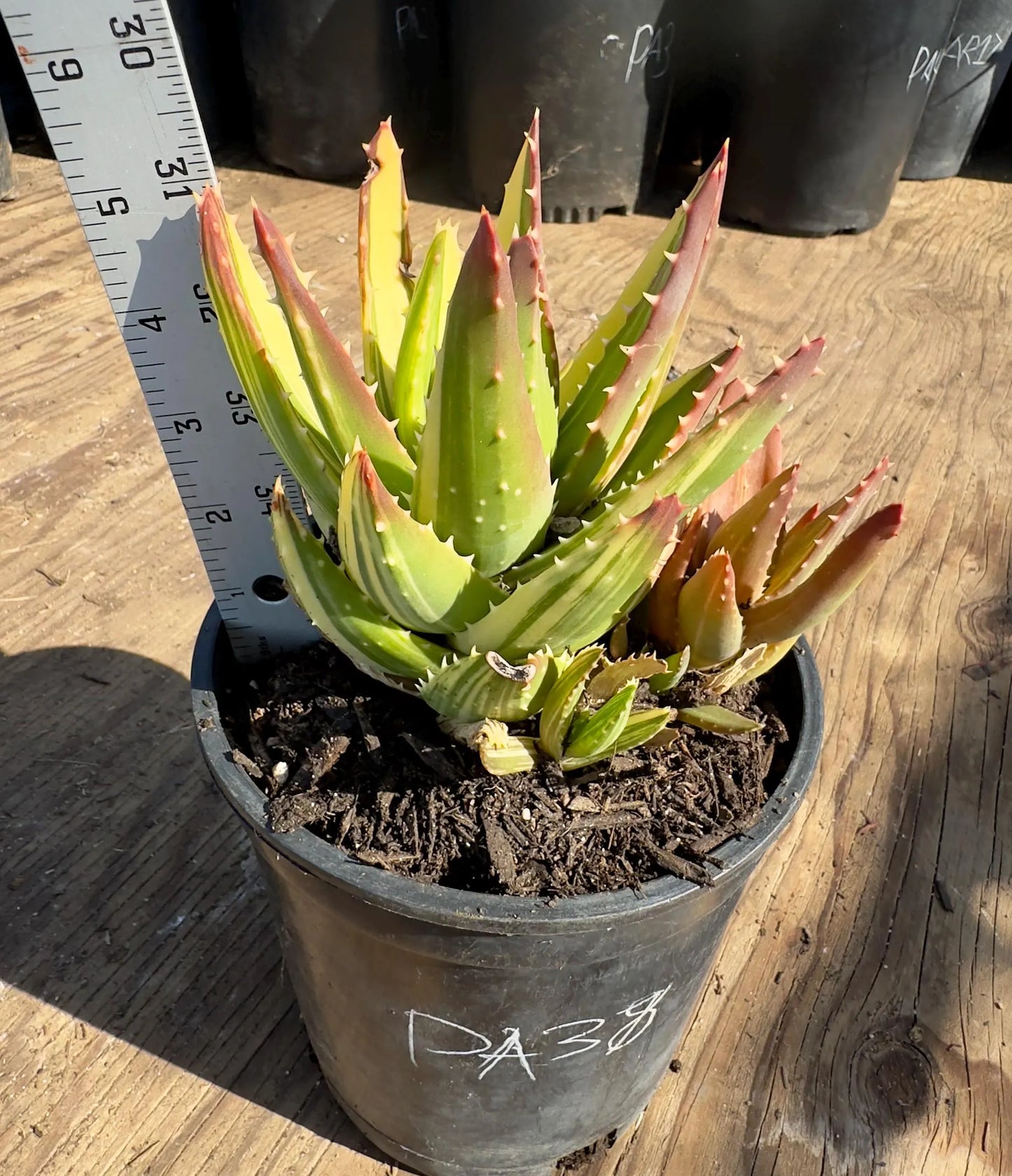Golden Toothed Aloe PA38 | Variegated Aloe Nobilis
