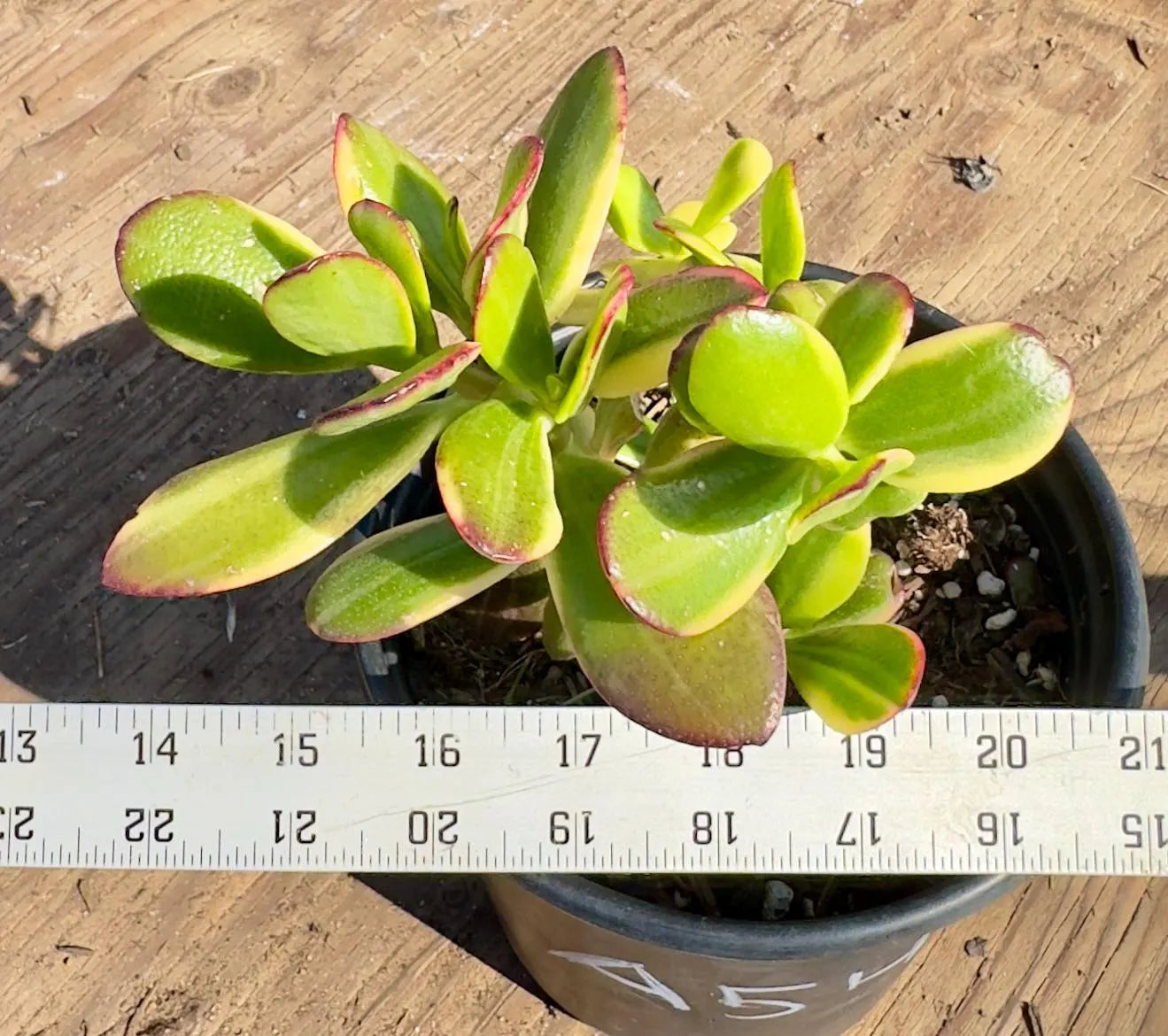 Lemon Lime Jade A54 | Crassula ovata 'Lemon & Lime'