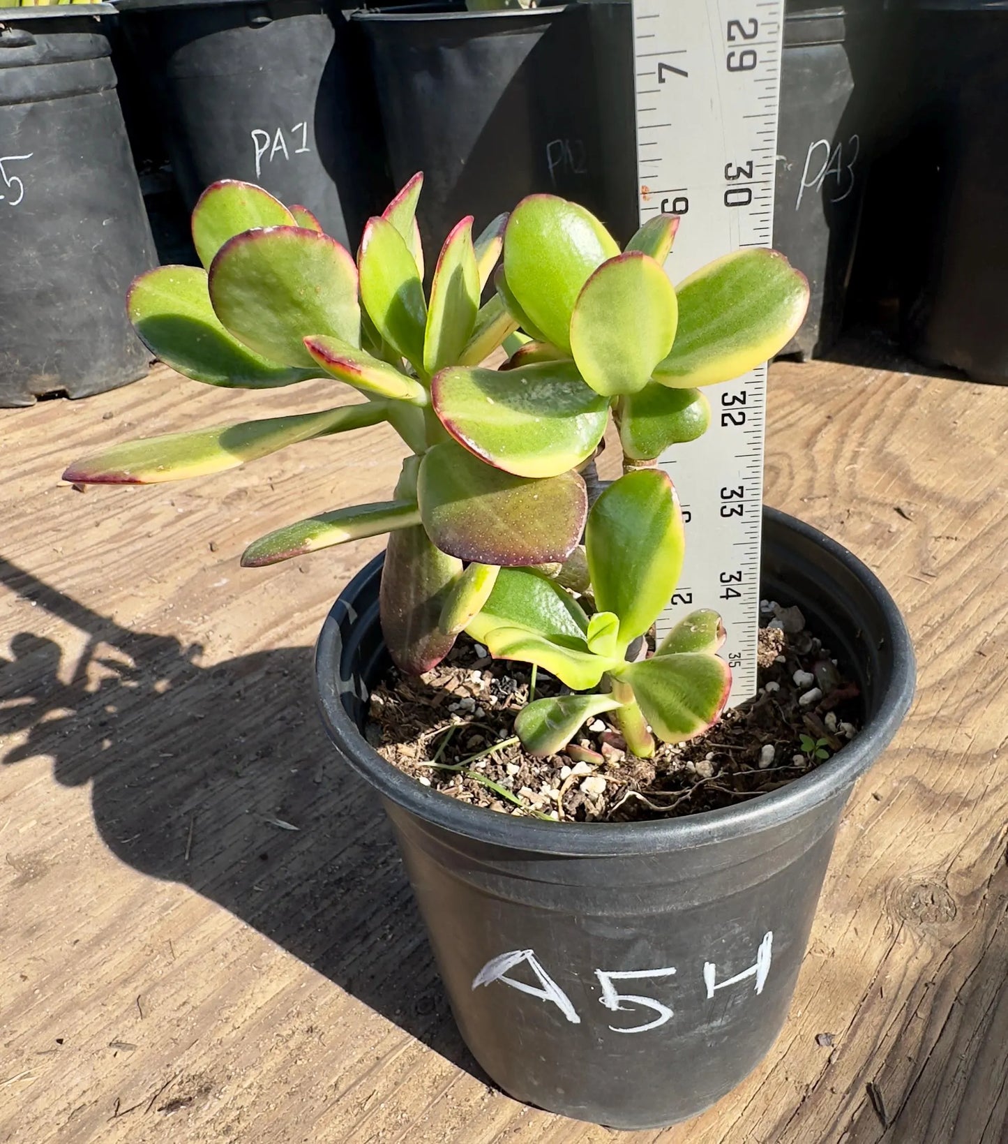 Lemon Lime Jade A54 | Crassula ovata 'Lemon & Lime'