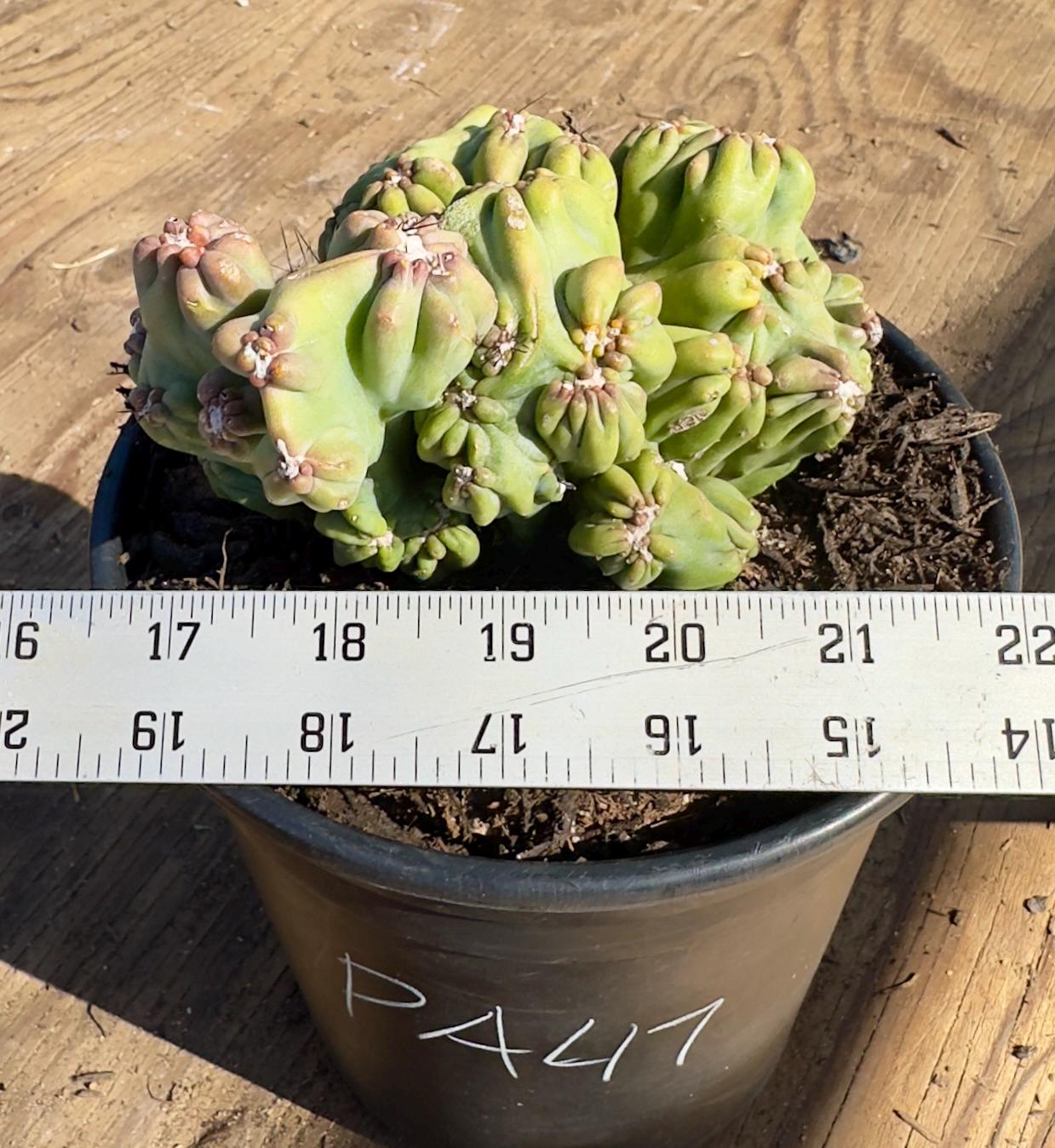 Cereus forbesii monstrose ‘Ming Thing’ PA47