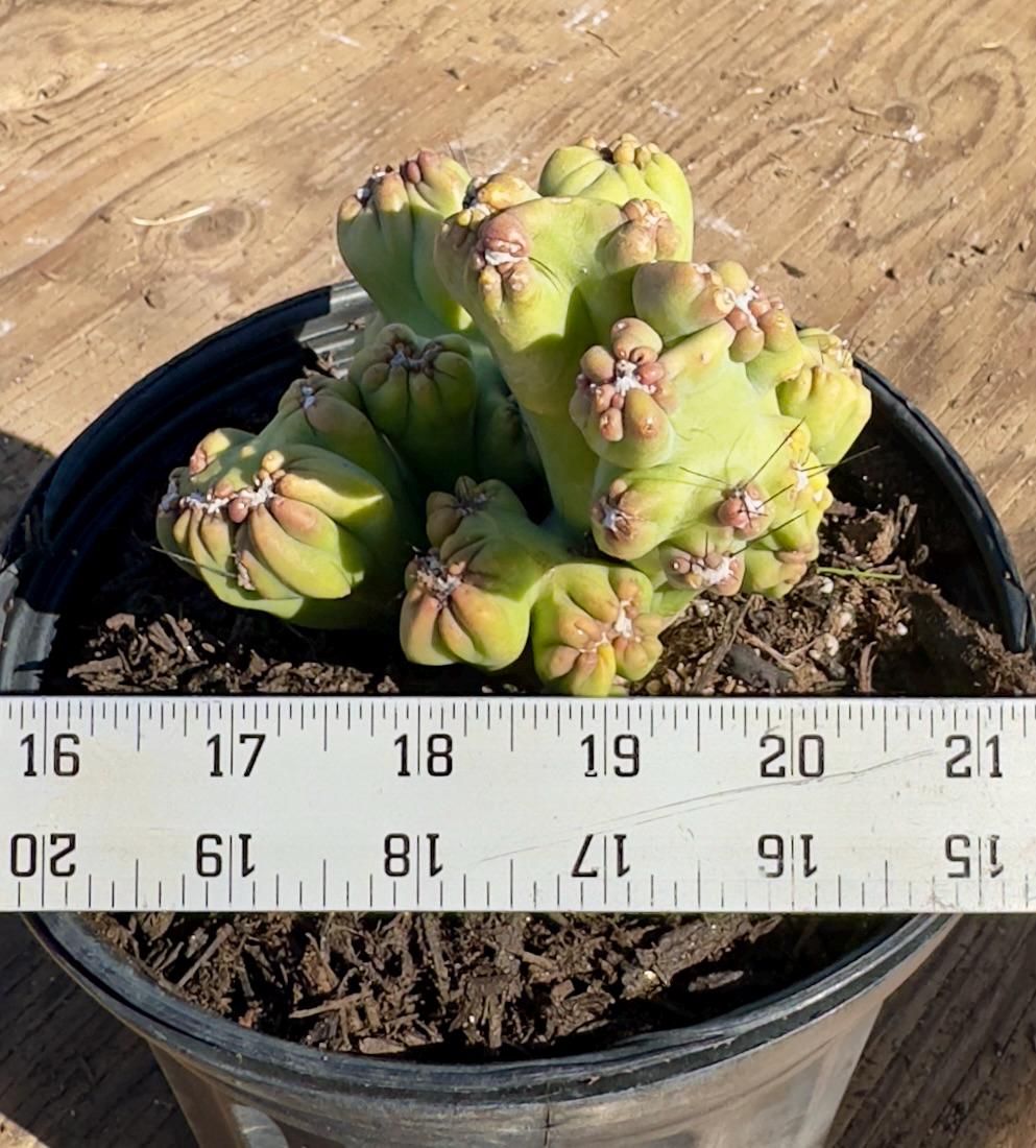 Cereus forbesii monstrose ‘Ming Thing’ PA48