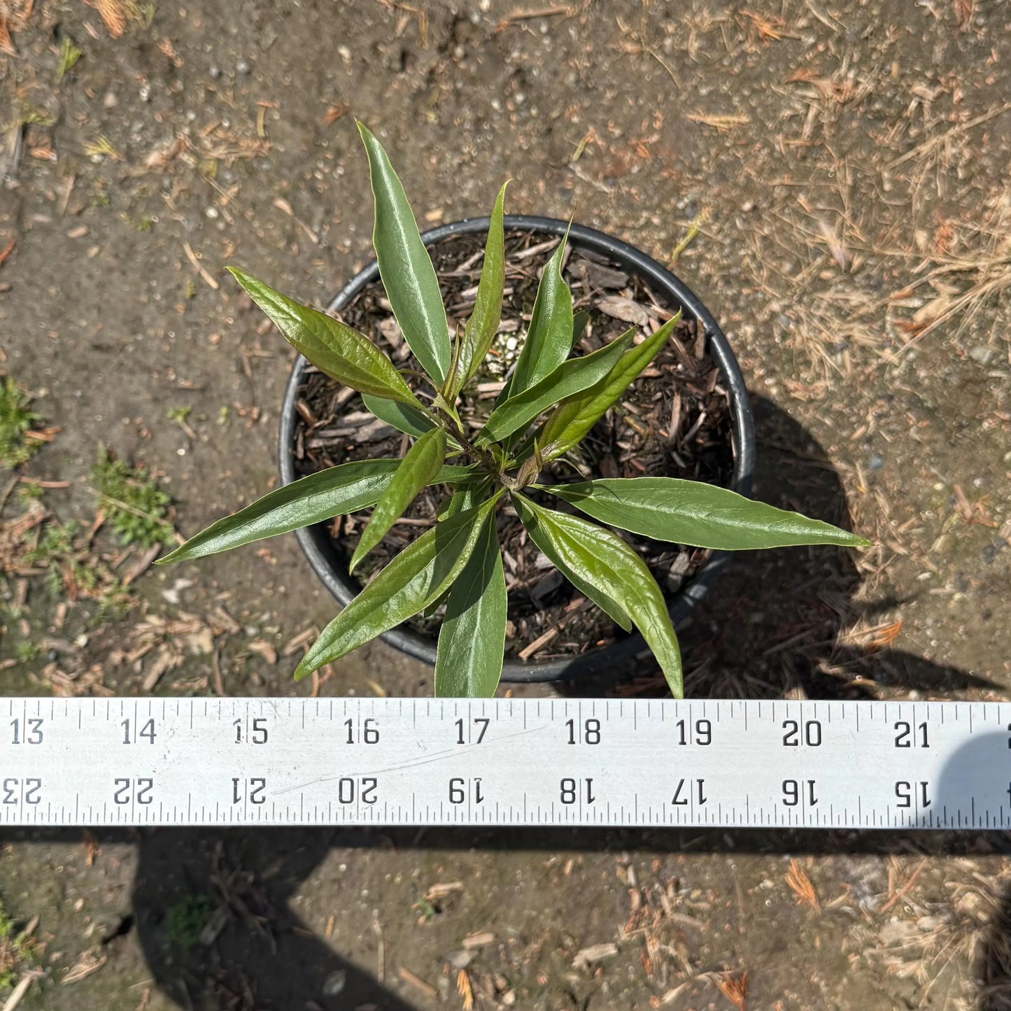 1gal Chitalpa Tree