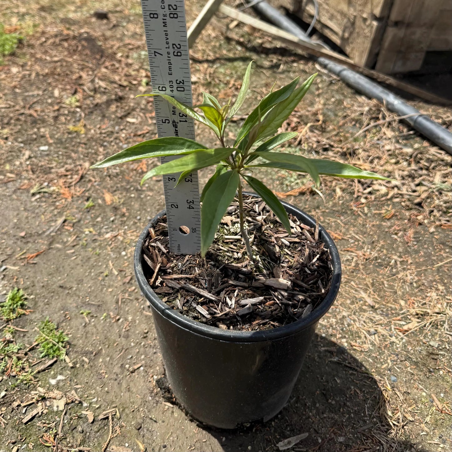 1gal Chitalpa Tree
