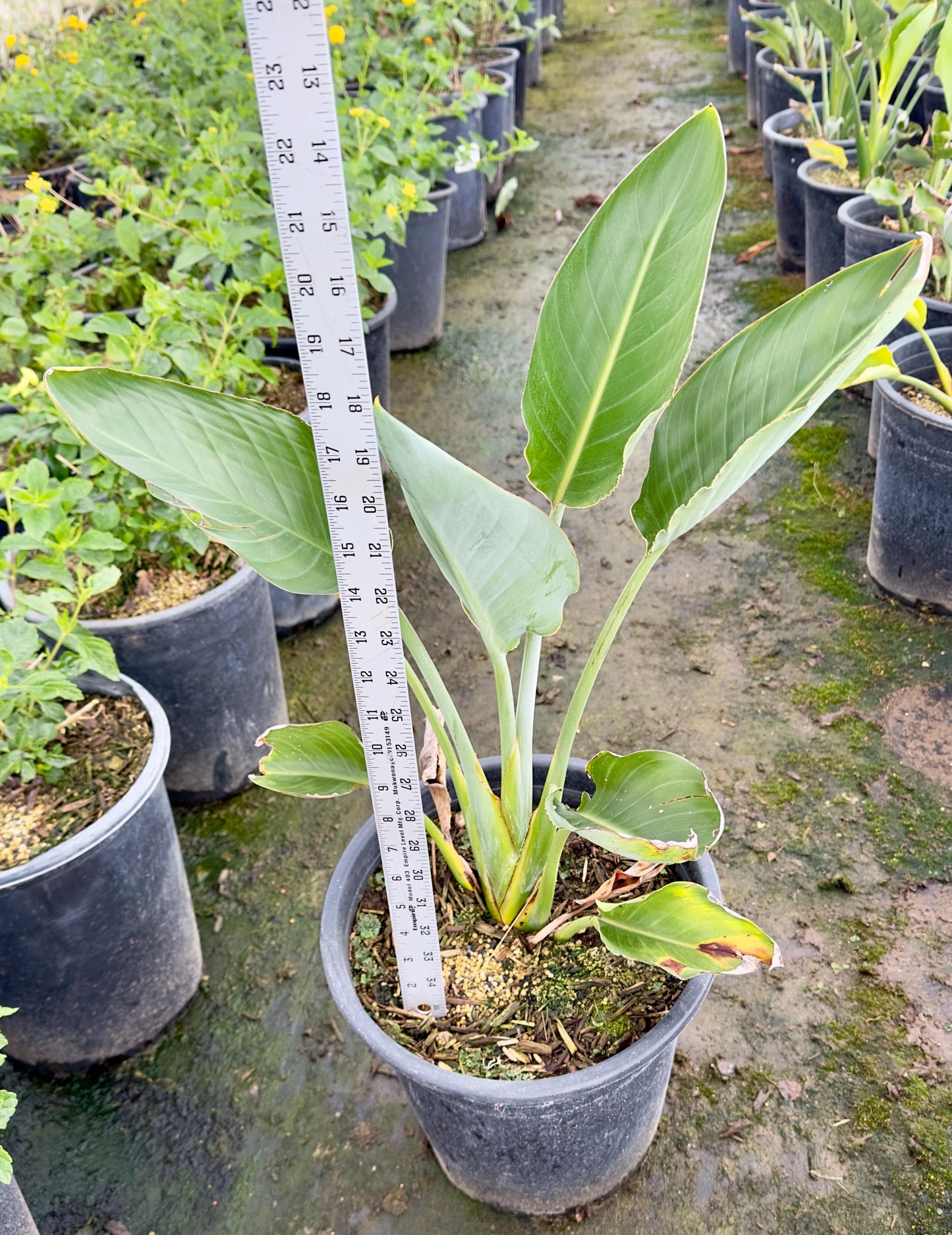5gal Orange Bird of Paradise | Strelitzia reginae