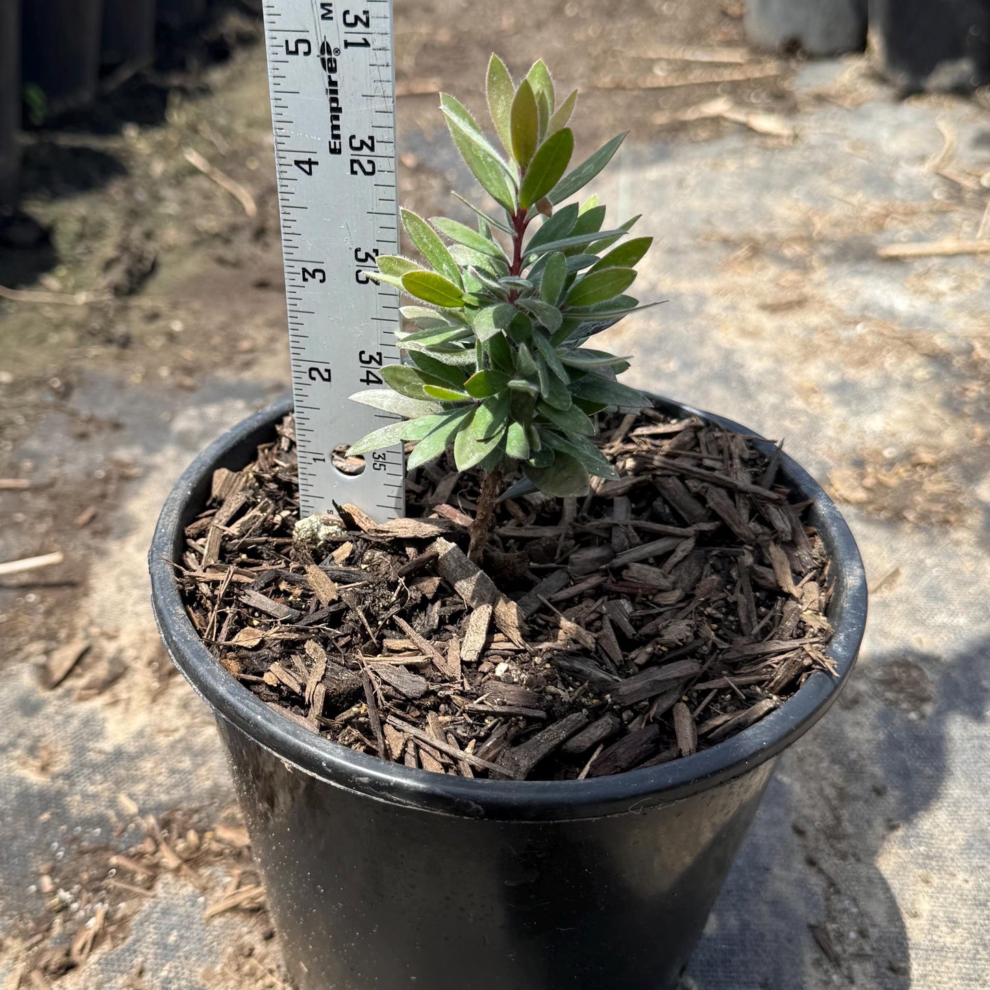 1gal Dwarf Bottlebrush 'Little John' | Callistemon 'Little John'