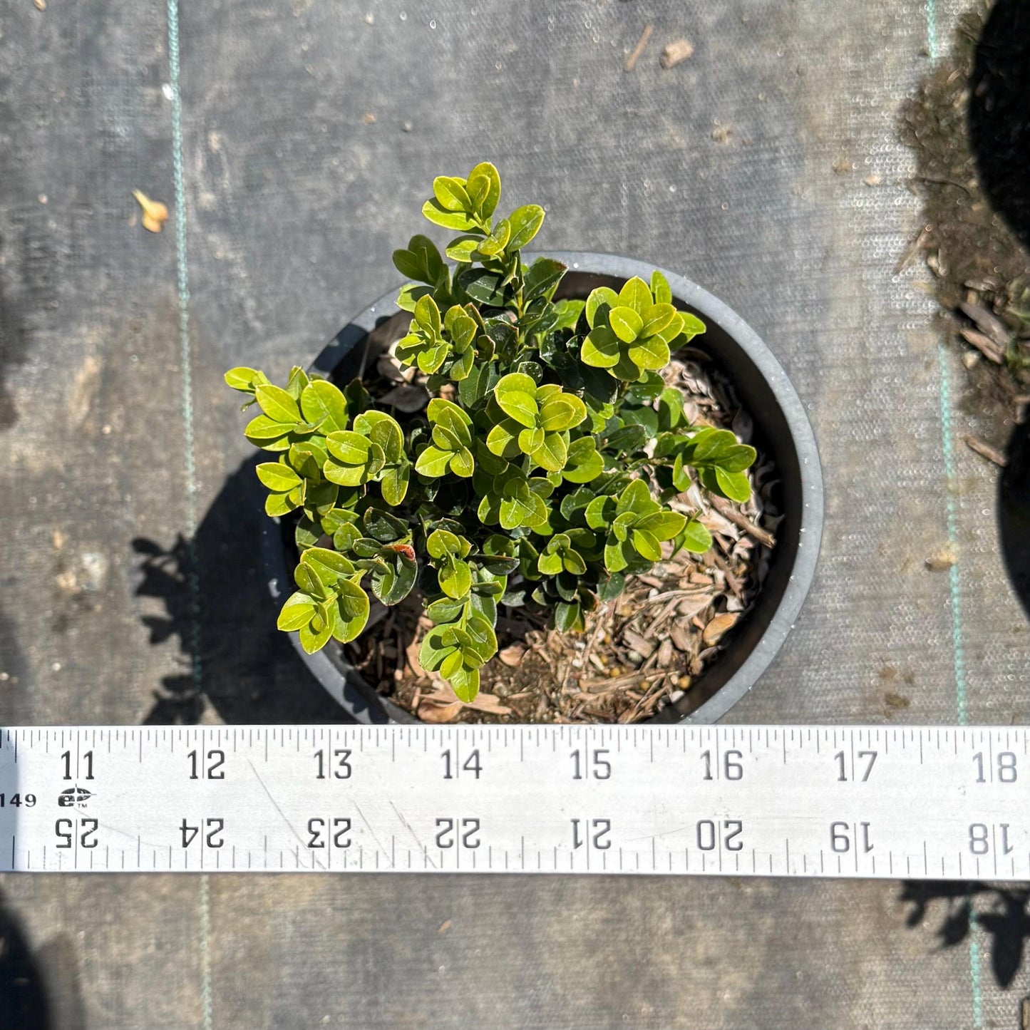 1gal Japanese Boxwood | Buxus microphylla var. japonica