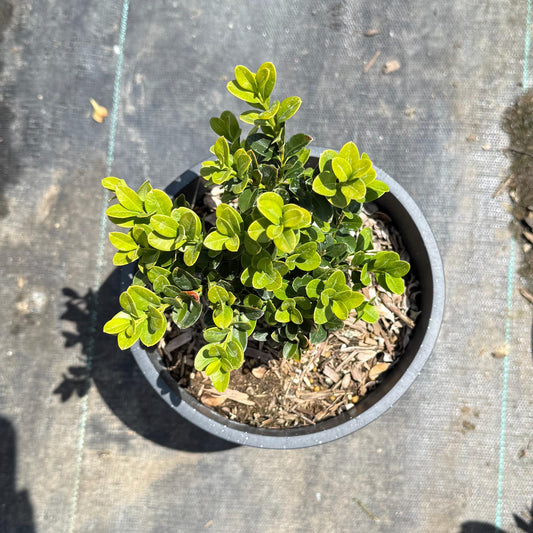 1gal Japanese Boxwood | Buxus microphylla var. japonica