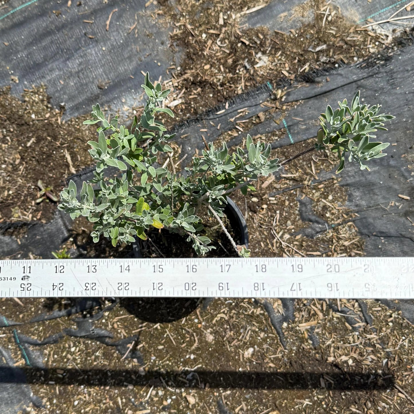 1gal Emu Bush | Eremophila glabra
