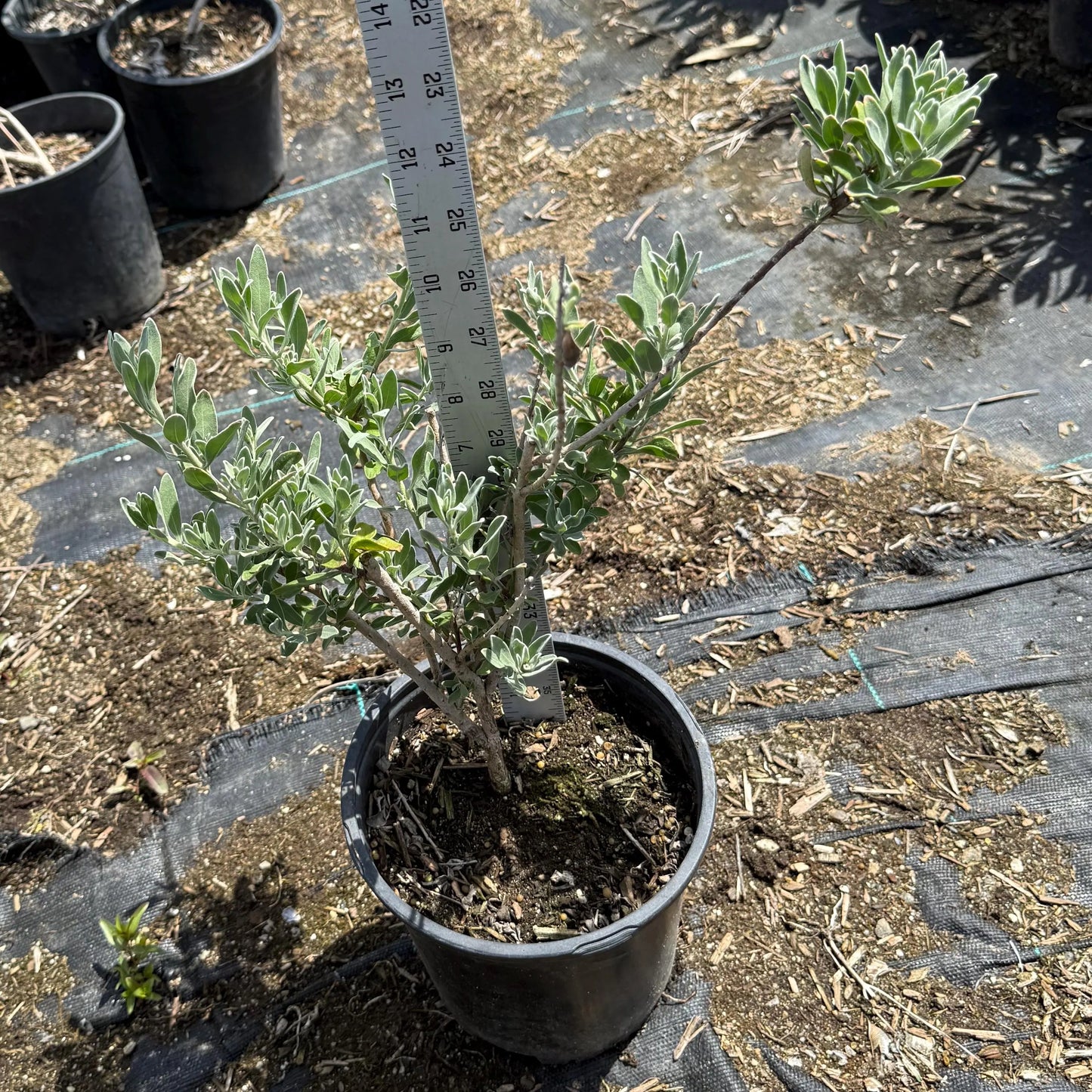 1gal Emu Bush | Eremophila glabra