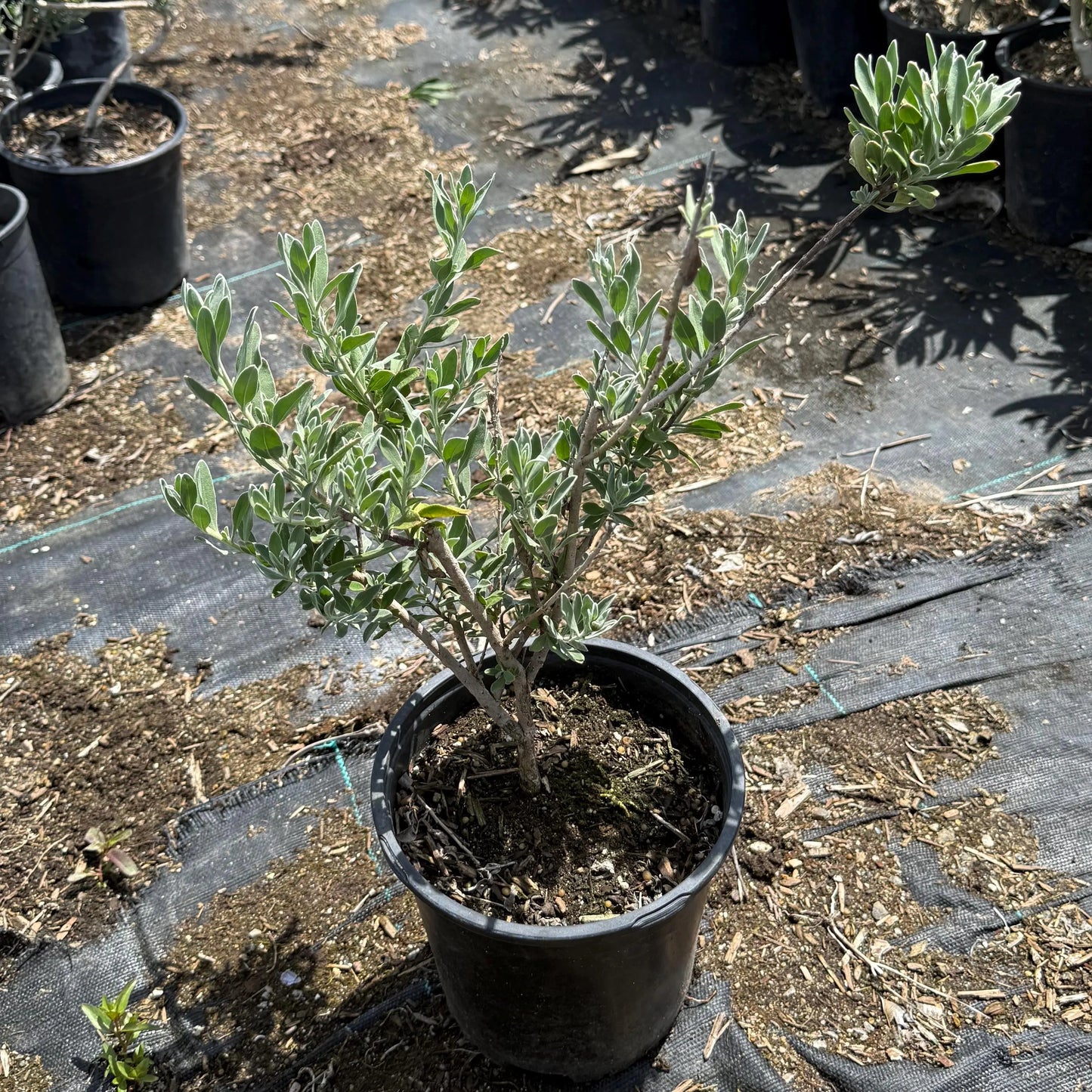 1gal Emu Bush | Eremophila glabra
