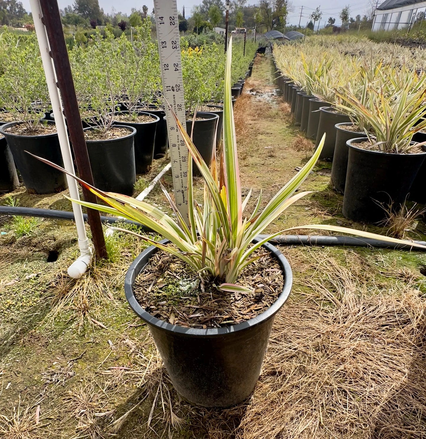 5gal Variegated Flax Lily | Dianella tasmanica Variegata