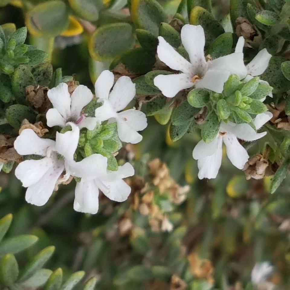 1gal Coast Rosemary 'Grey Box' | Westringia fruticosa 'WES04'