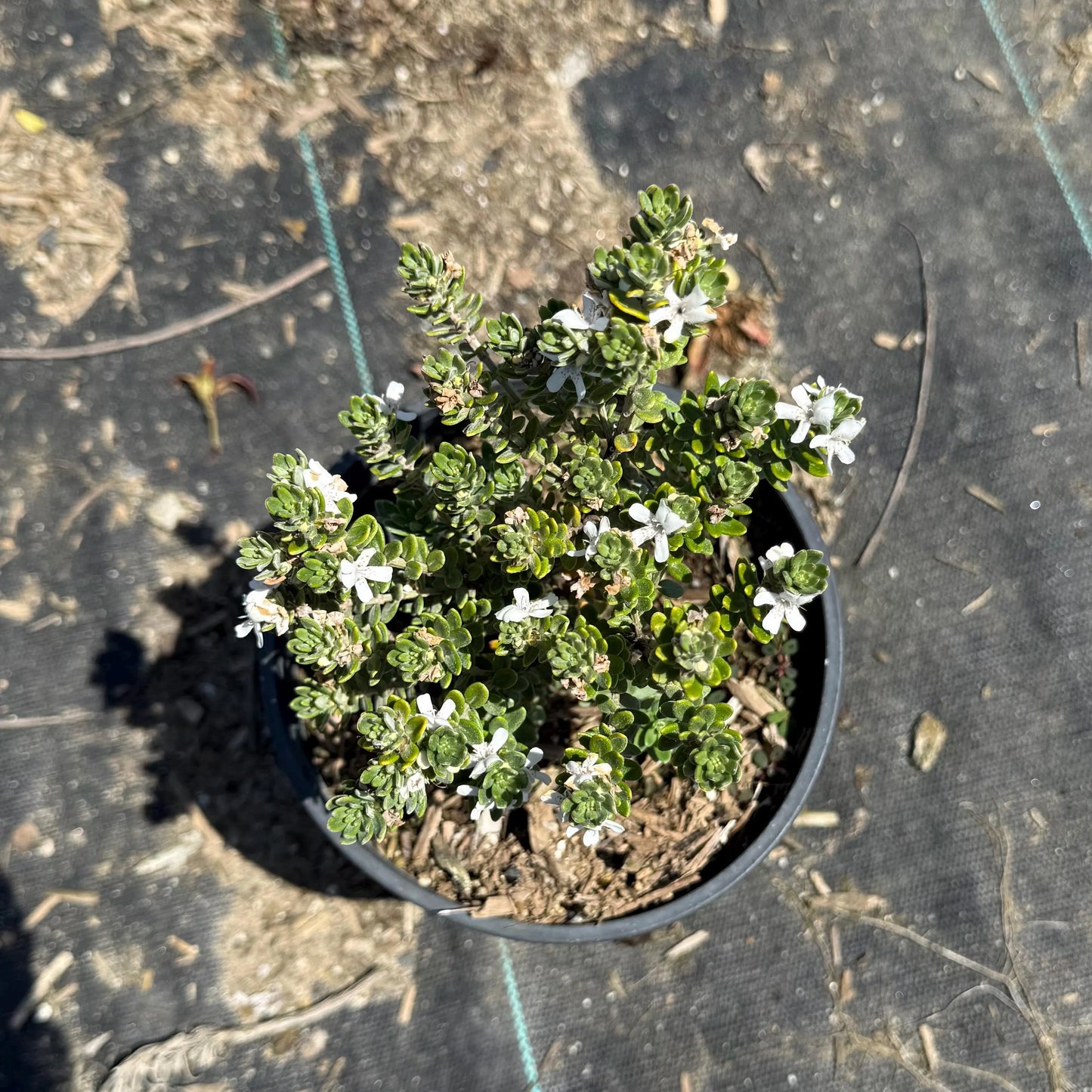 1gal Coast Rosemary 'Grey Box' | Westringia fruticosa 'WES04'