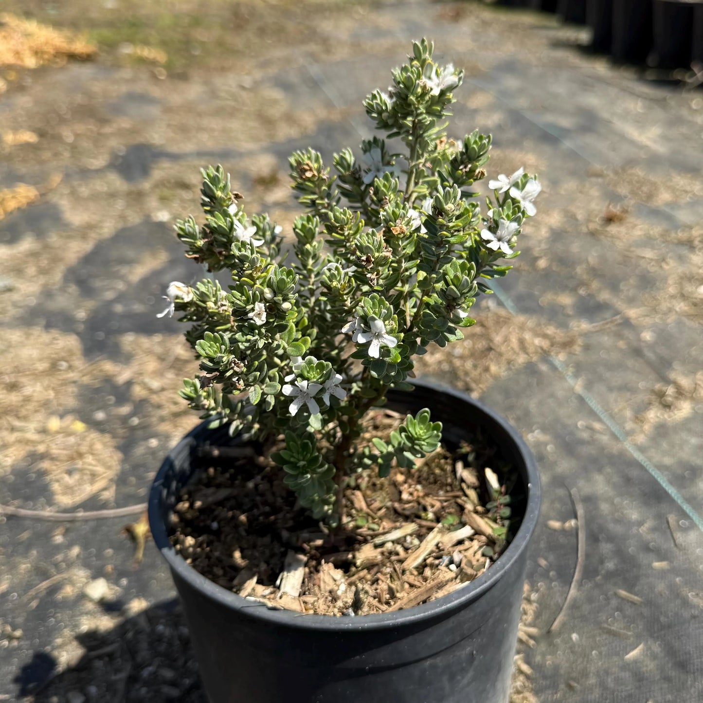 1gal Coast Rosemary 'Grey Box' | Westringia fruticosa 'WES04'