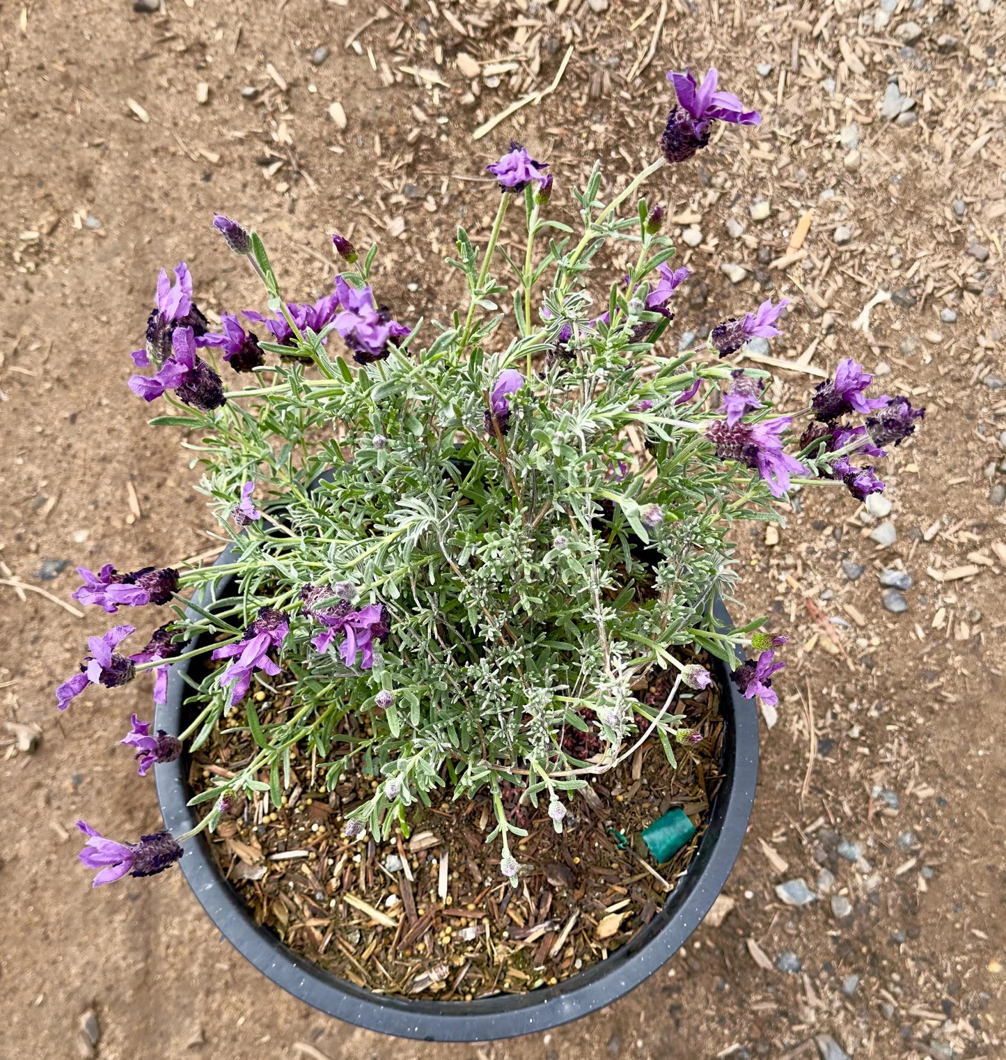 5gal Spanish Lavender | Lavendula stoechas