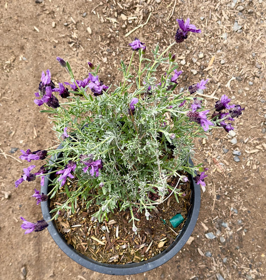5gal Spanish Lavender | Lavendula stoechas