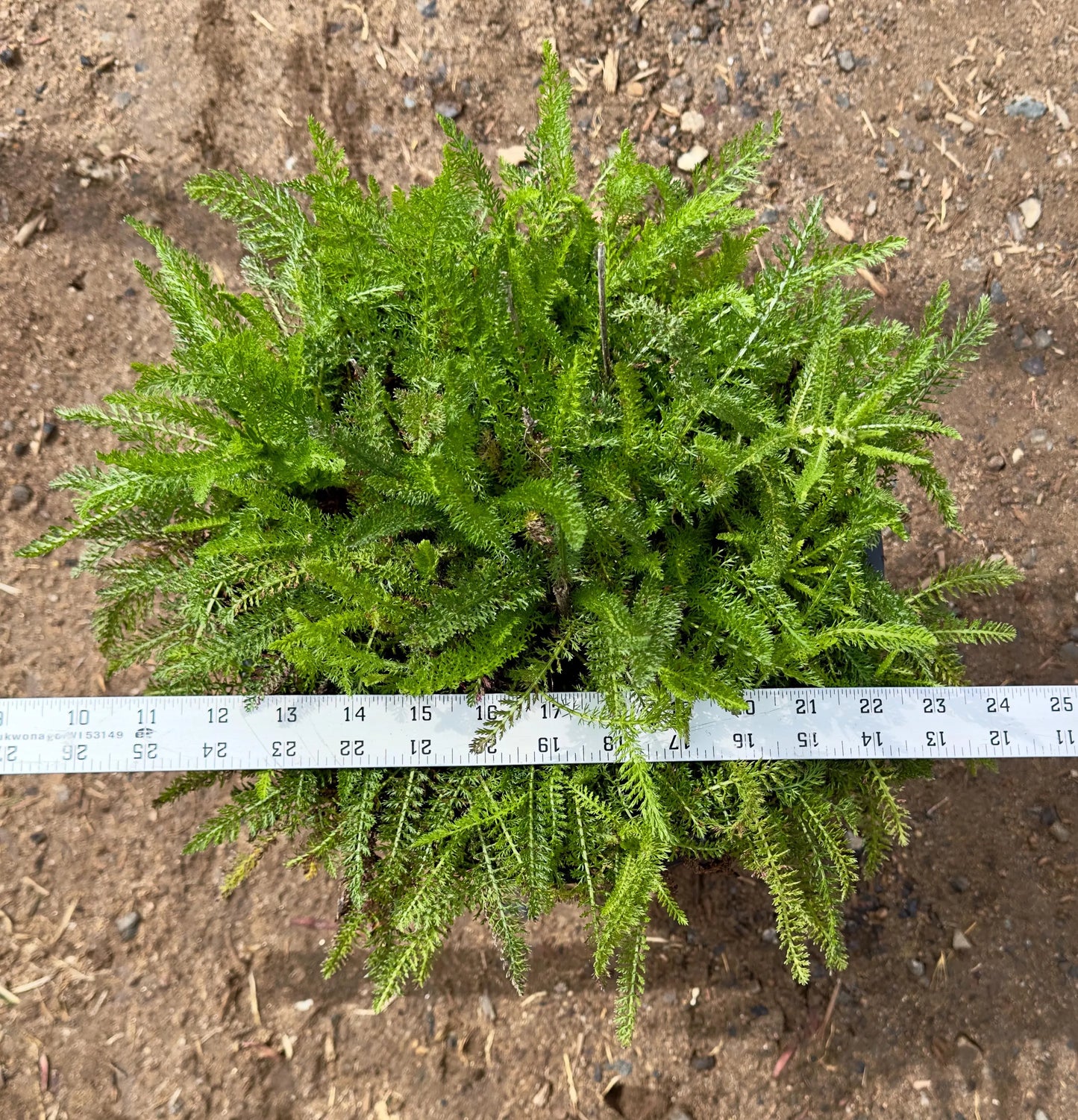 5gal Yellow Yarrow | Achillea millefolium