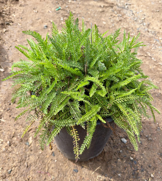 5gal Yellow Yarrow | Achillea millefolium