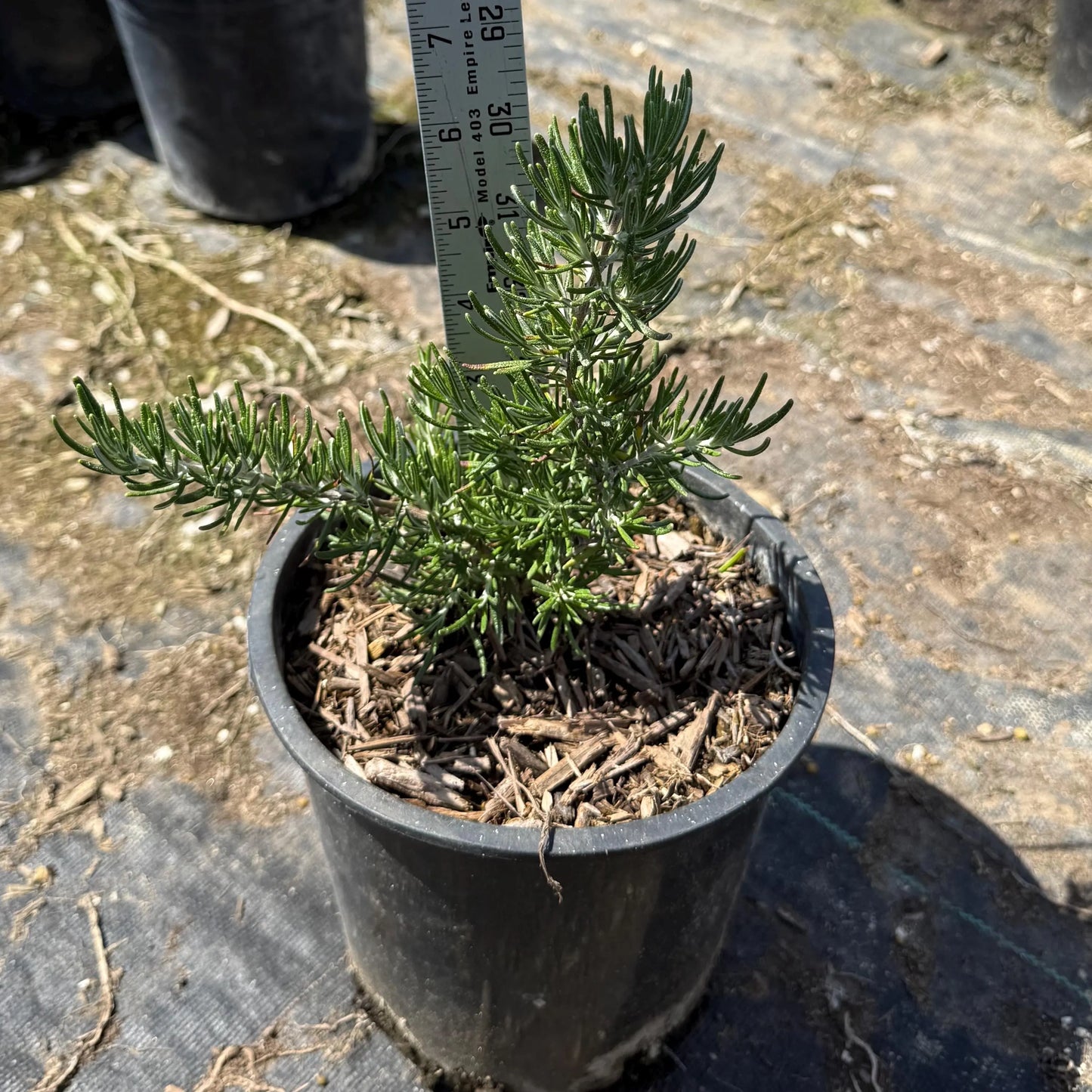 1gal Rosemary | Rosmarinus officinalis