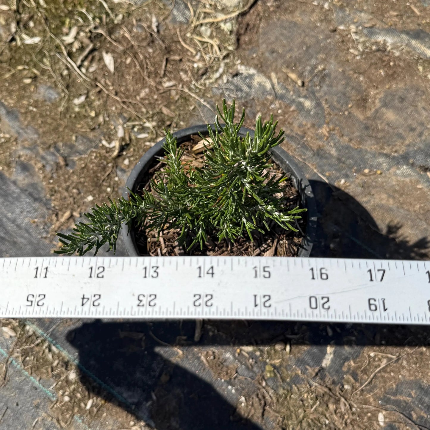 1gal Rosemary | Rosmarinus officinalis