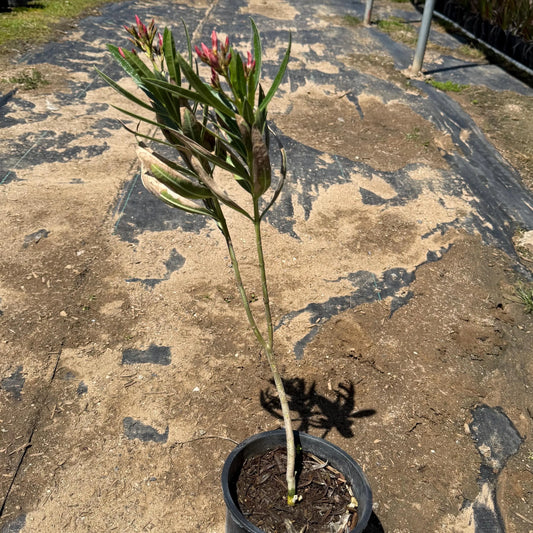 1gal 'Hardy Pink' Oleander | Nerium oleander