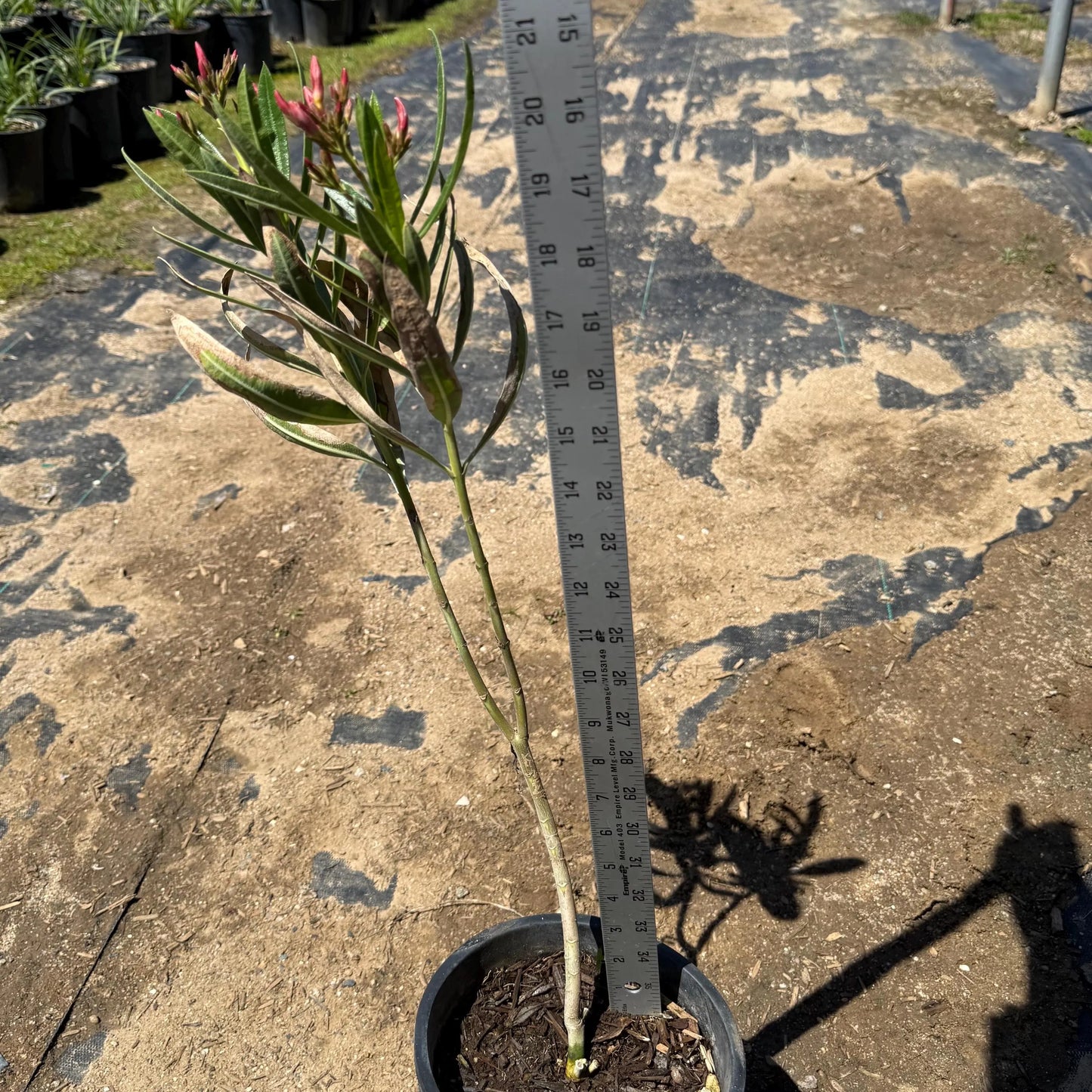 1gal 'Hardy Pink' Oleander | Nerium oleander
