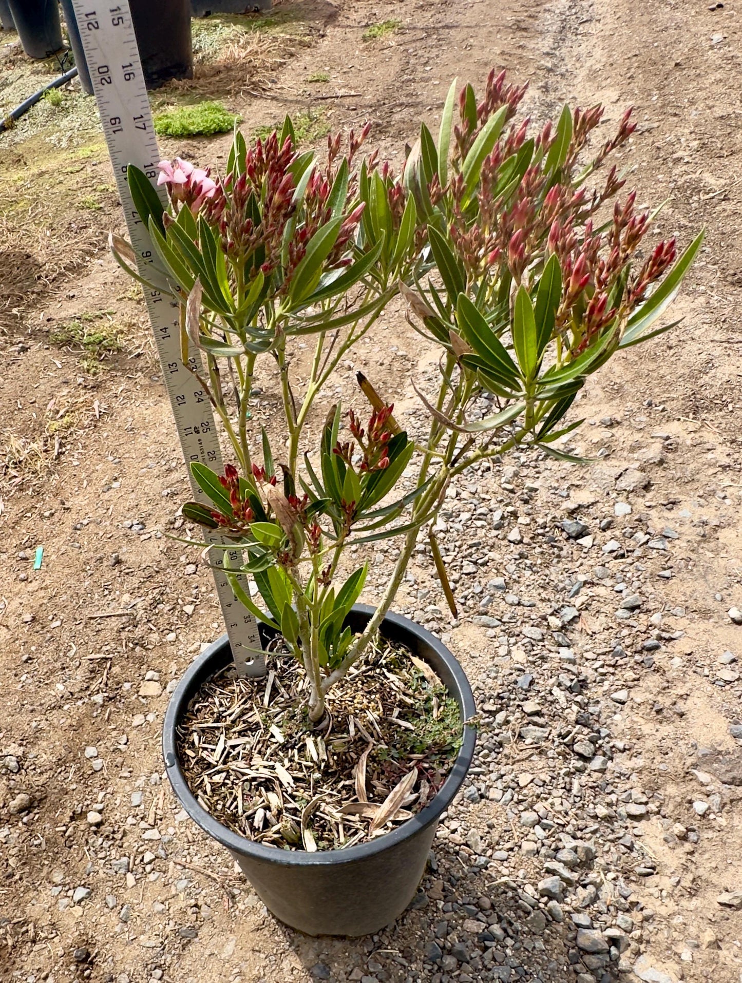 5gal 'Hardy Pink' Oleander | Nerium oleander