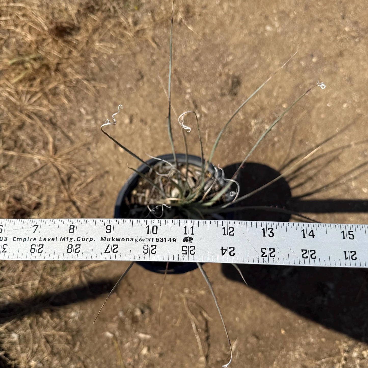 1gal Desert Spoon | Dasylirion wheeleri