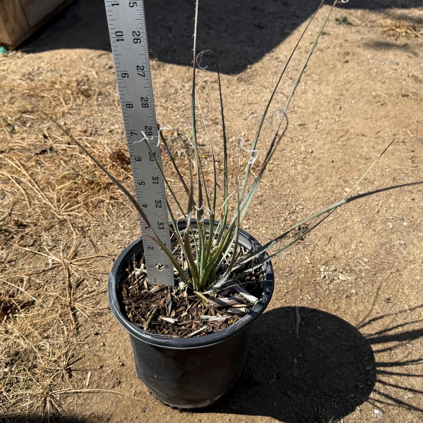 1gal Desert Spoon | Dasylirion wheeleri