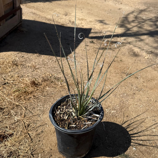 1gal Desert Spoon | Dasylirion wheeleri