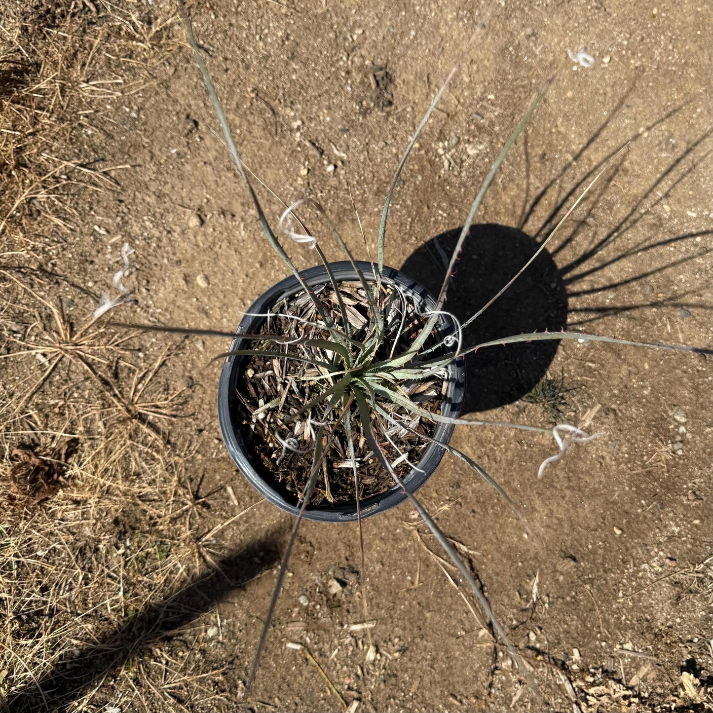 1gal Desert Spoon | Dasylirion wheeleri