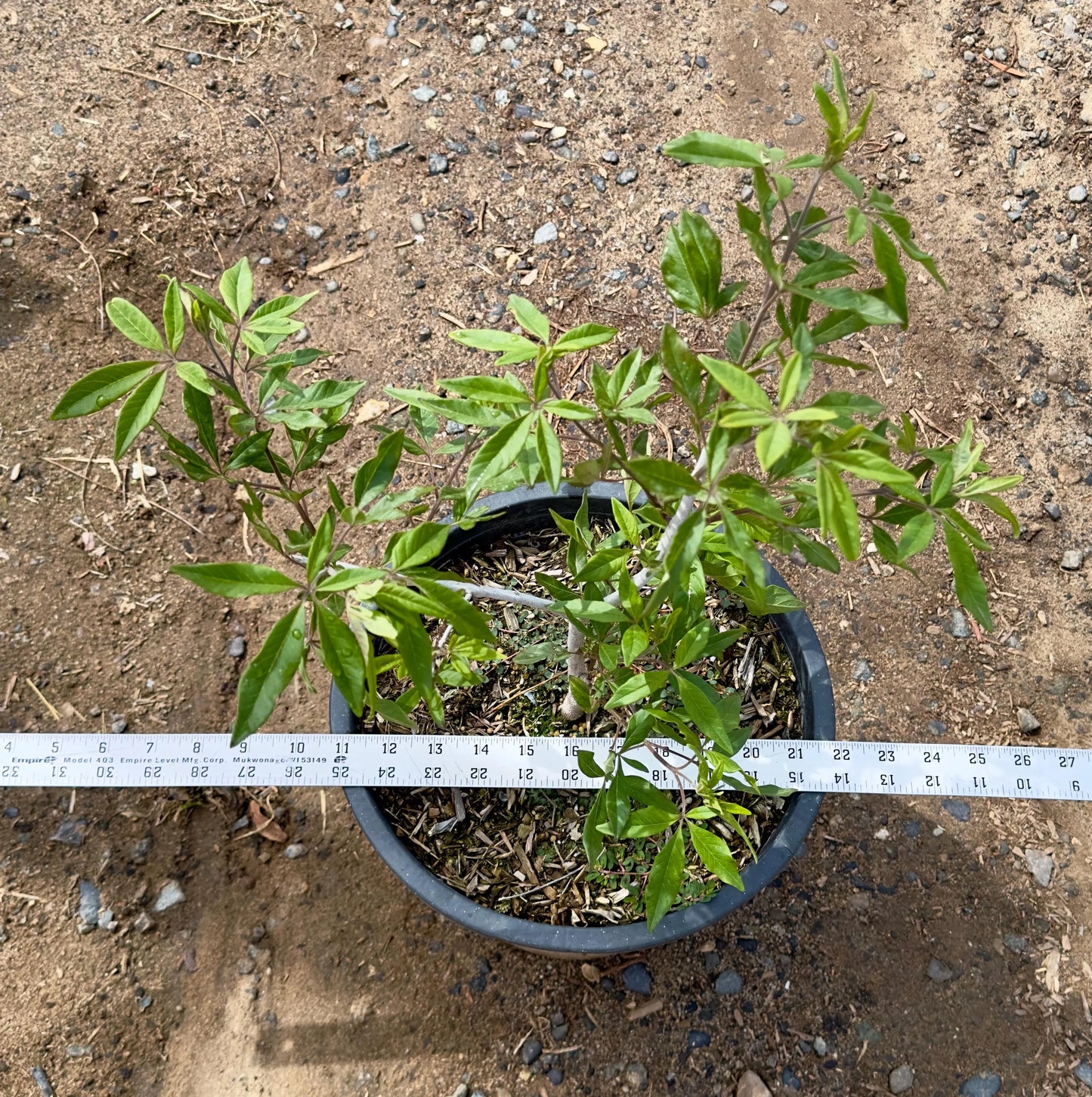 5gal Chaste Tree | Vitus agnus caste