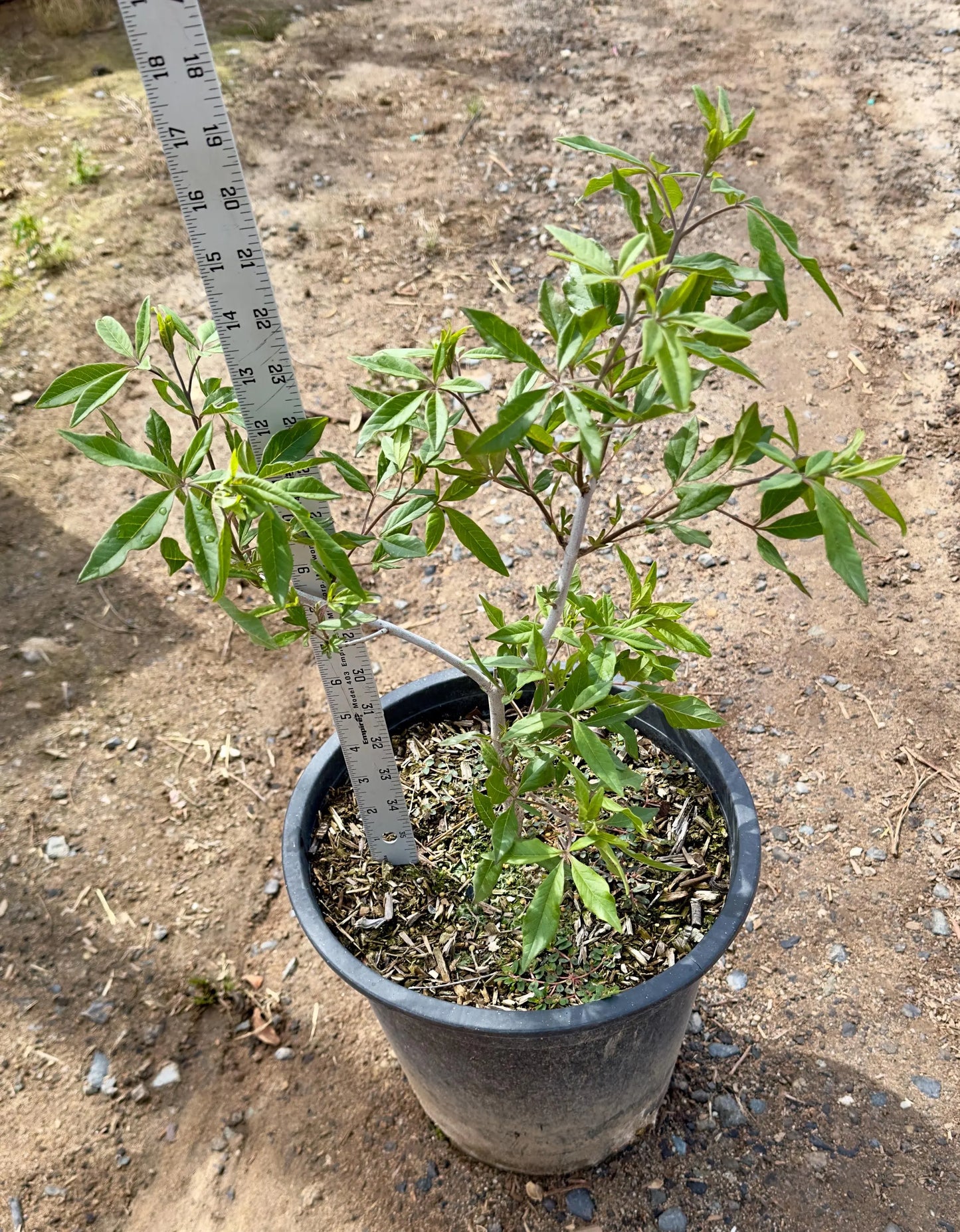 5gal Chaste Tree | Vitus agnus caste