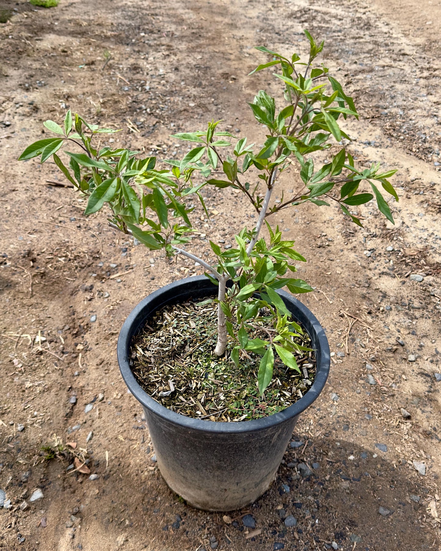 5gal Chaste Tree | Vitus agnus caste