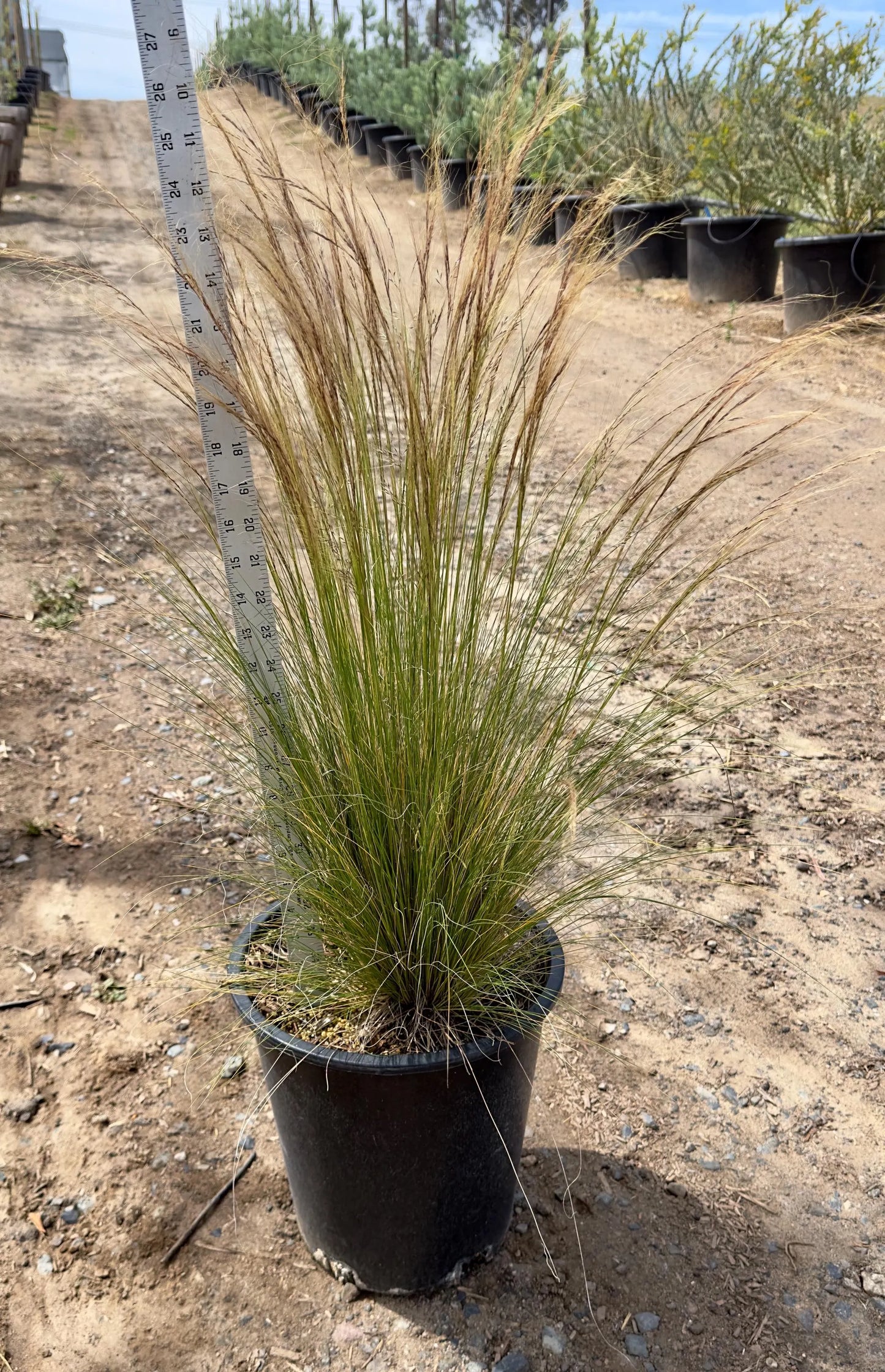 5gal Mexican Feather Grass | Stipa tennuisima