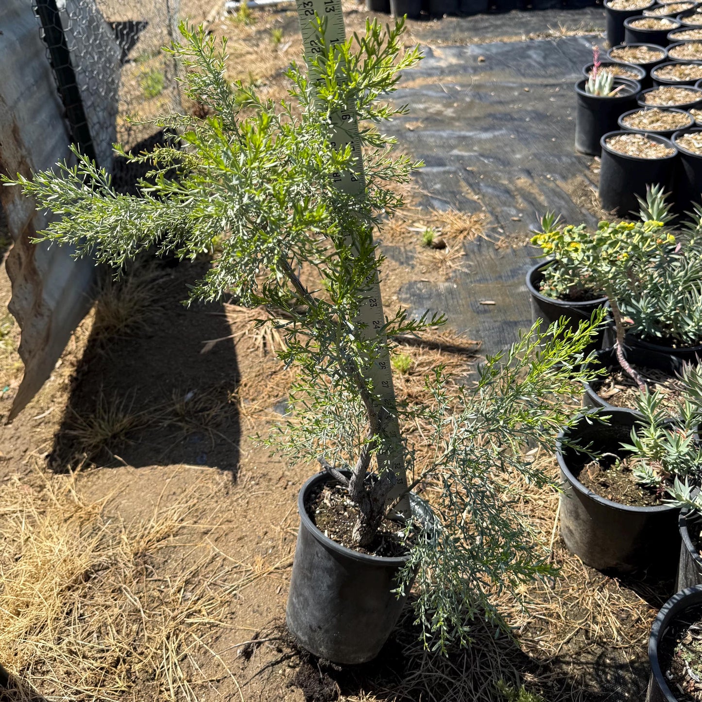 1gal Desert Broom | Baccharis sarothroides