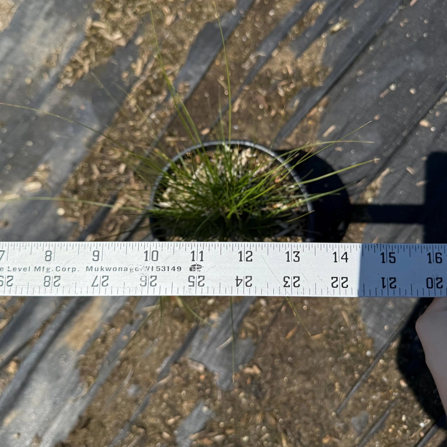1gal Sheep Fescue | Festuca ovina