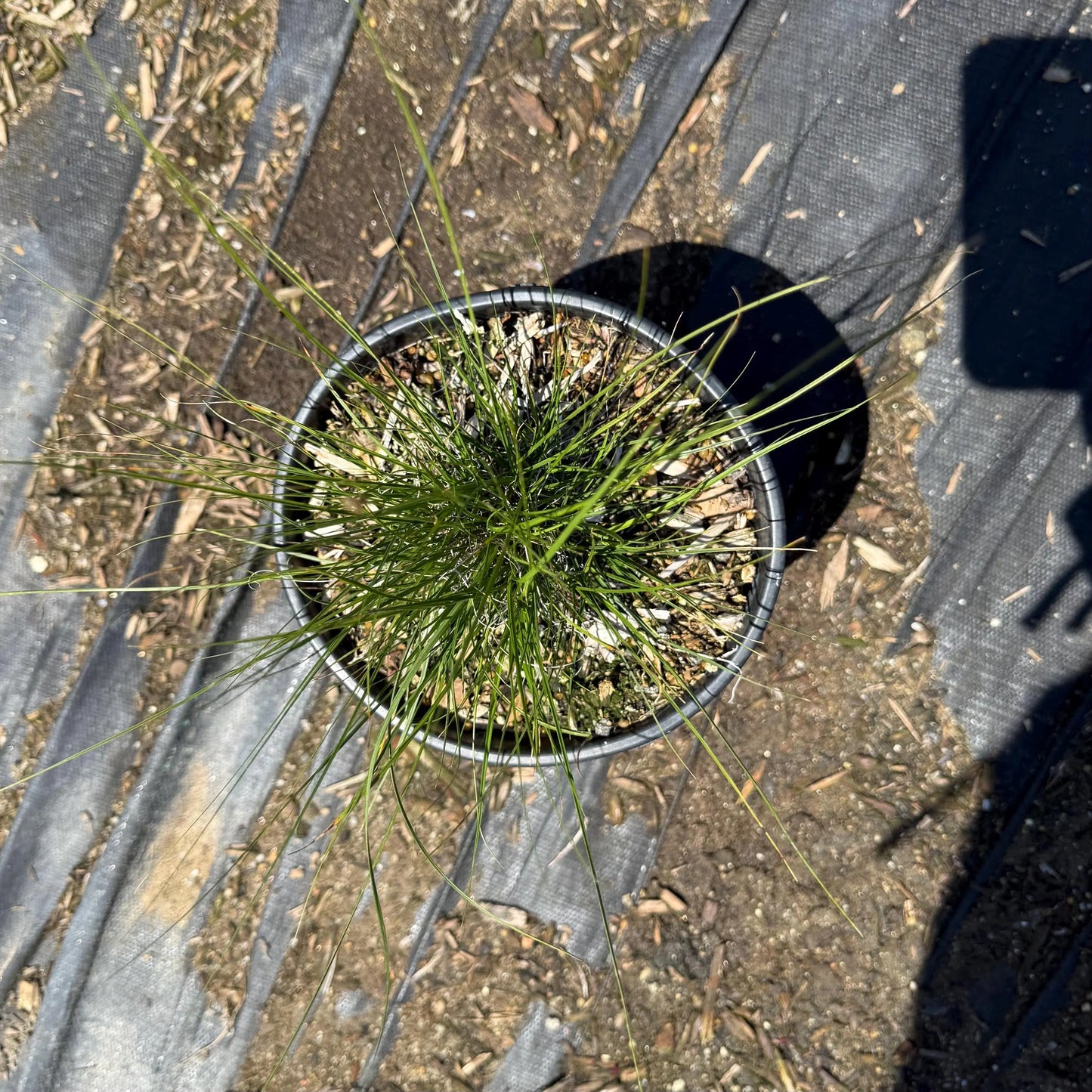 1gal Sheep Fescue | Festuca ovina