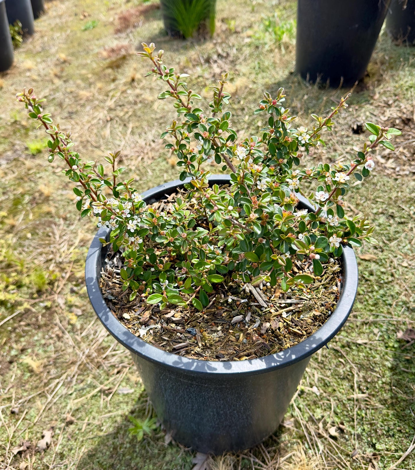 5gal Parney's Red Clusterberry | Cotoneaster parneyi