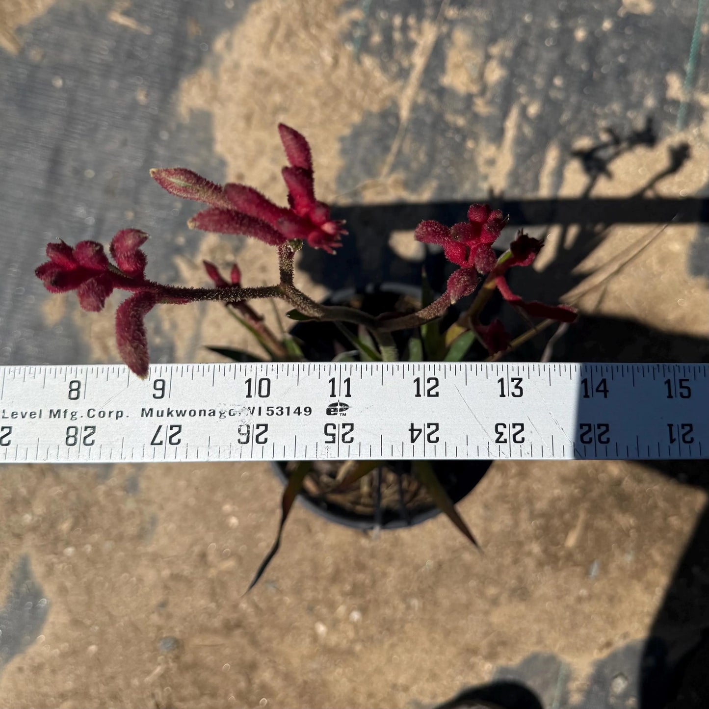 1gal Red Kangaroo Paw | Anigozanthos ‘Big Red’
