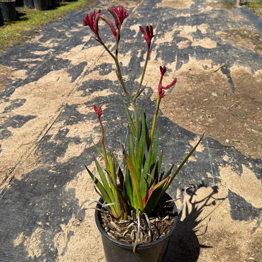 1gal Red Kangaroo Paw | Anigozanthos ‘Big Red’