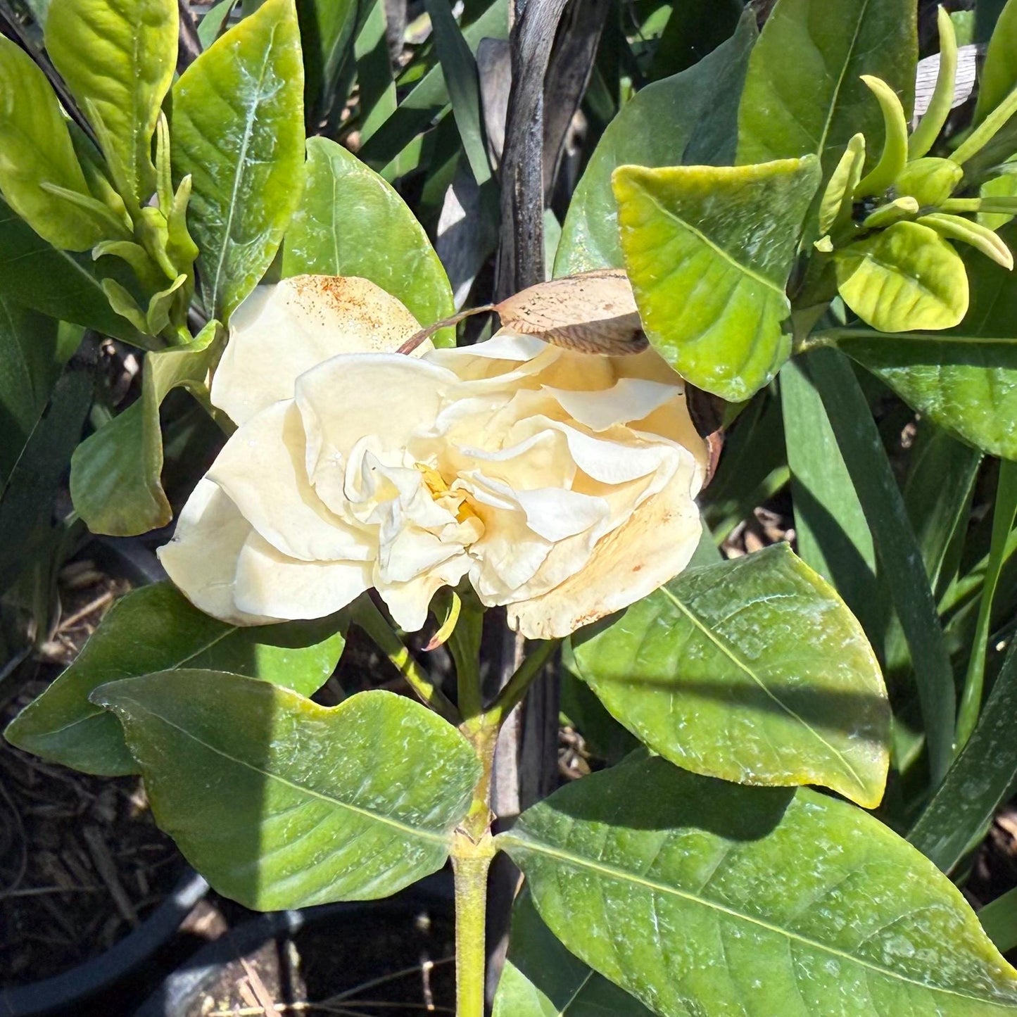 1gal White Gardenia | Gardenia jasminoides