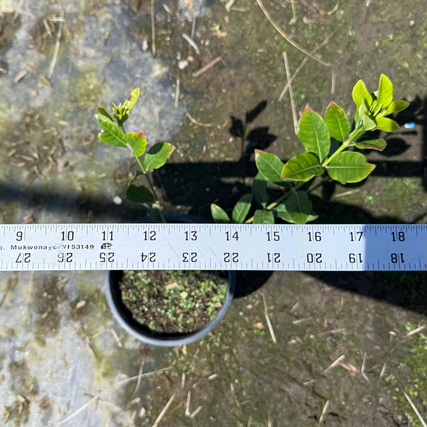 1gal White Gardenia | Gardenia jasminoides