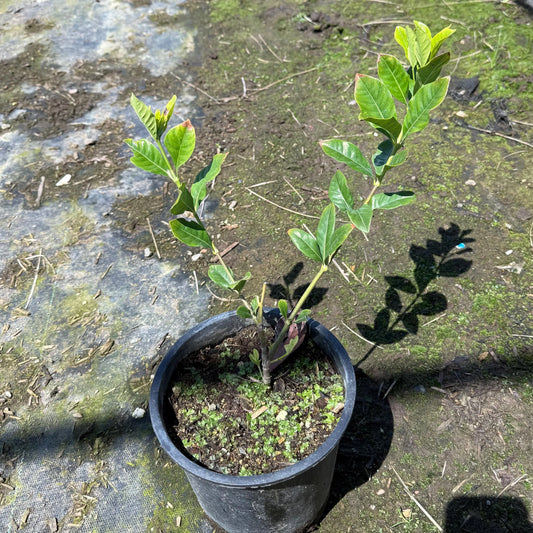 1gal White Gardenia | Gardenia jasminoides