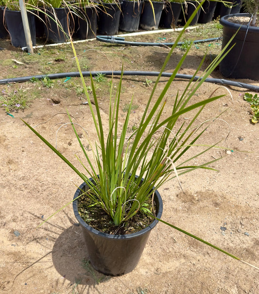 5gal African Iris | Morea bicolor