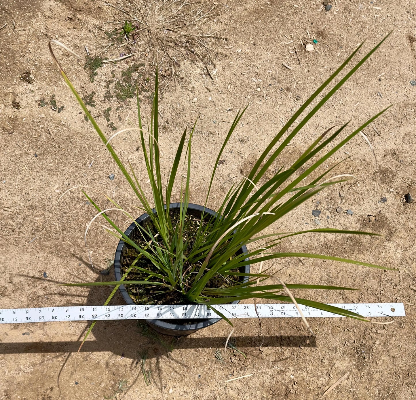 5gal African Iris | Morea bicolor